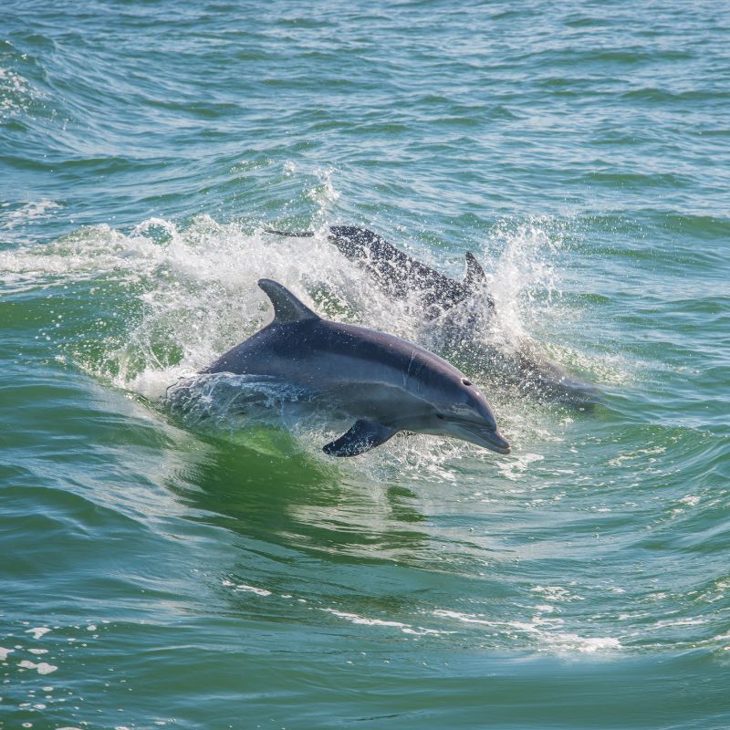 Image for Events Dolphin Days